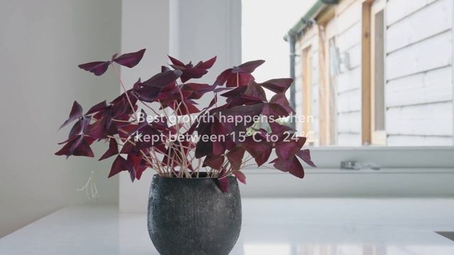 Houseplant Care: Oxalis Triangularis (False Shamrock) смотреть онлайн
