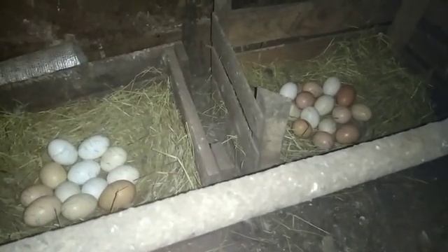 Утки, куры, цыплята, утята. Как дела у квочек?? 1 мая 2020 г. смотреть онлайн