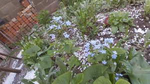 Бруннера - мелкие цветочки голубого цвета пятилепестковые