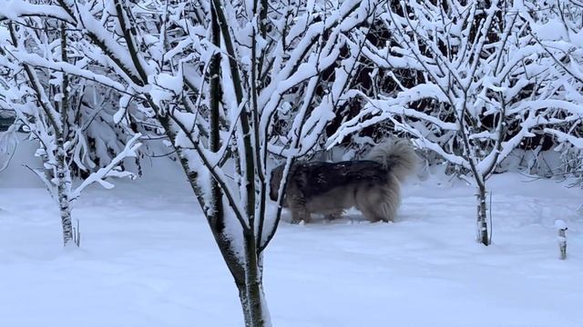 Кавказская овчарка Кузьма Большая зимняя сказка #Кавказскаяовчарка #кузьма смотреть онлайн