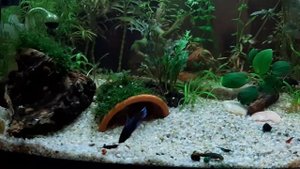 Betta петушок с креветками в одном аквариума. Betta with shrimp in one aquarium.