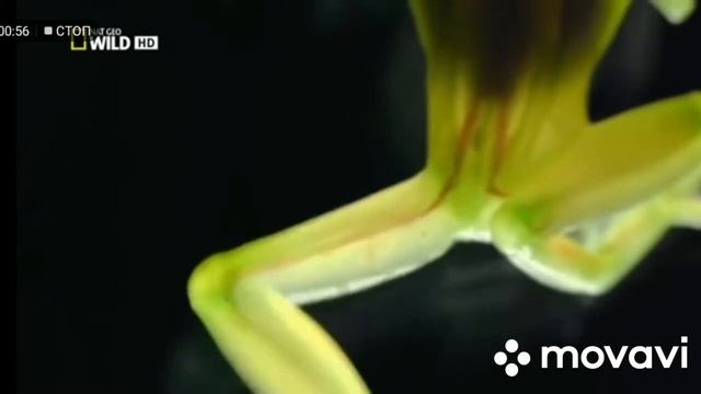 Стеклянная Лягушка. Nat Geo Wild. Лягушка Монстр. Отрывок смотреть онлайн