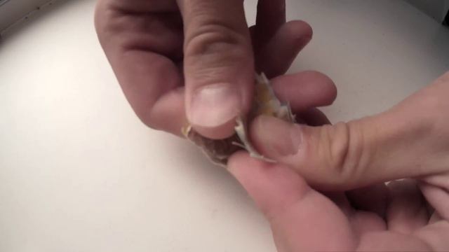 Обратная съёмка порванной гривны, или как из кучки обрывков сделать украинскую гривну смотреть онлайн