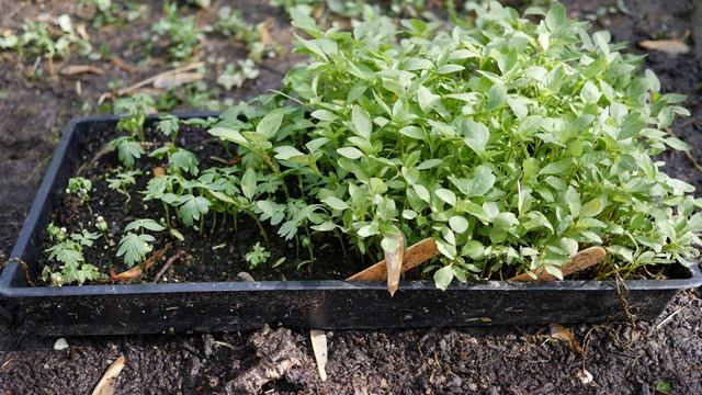 Detailed Winter Sowing Results - Tray by Tray Update Before Planting смотреть онлайн