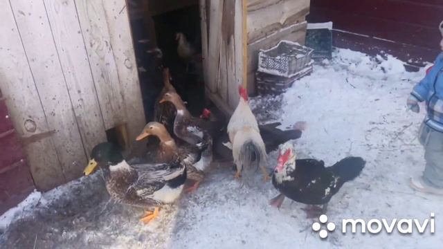 Башкирская утка.Мускусная утка.Цесарка.Изабелловый леггорн.Барковская барвистая.Живут все вместе.