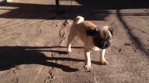 Щенок мопс гавкает на кирпич