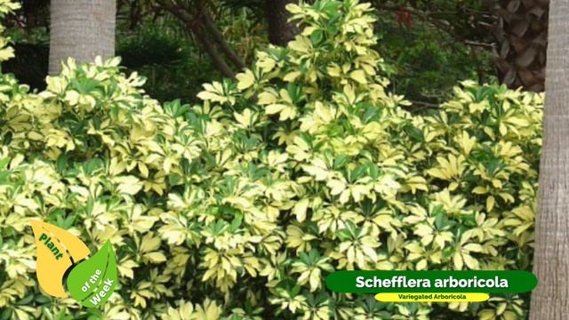Schefflera Arboricola | Variegated Arboricola | Dwarf Umbrella Tree