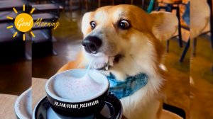 С Добрым Утром! | Good morning!