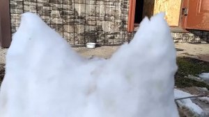 Как поймать кота