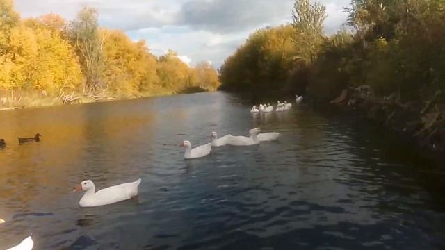 гуси линда на воле смотреть онлайн