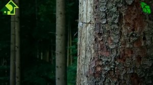 ЯБЛОКИ и СЛИВЫ БОЛЬШЕ НЕ ЧЕРВИВЫЕ! Посадите ЭТО РАСТЕНИЕ под деревьями и вредители исчезнут!