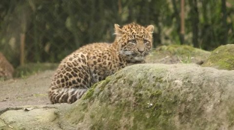 Семья краснокнижных леопардов попала в фотоловушку в Приморье
