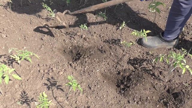 Томаты и огурцы сразу зеленеют от подкормки этим органическим удобрением