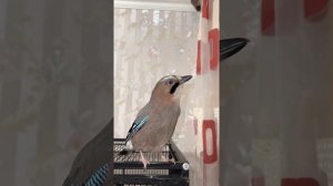 ГАВКАЕТ СОЙКА ???