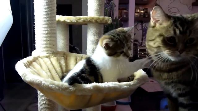 Смешные кошки. смотреть онлайн