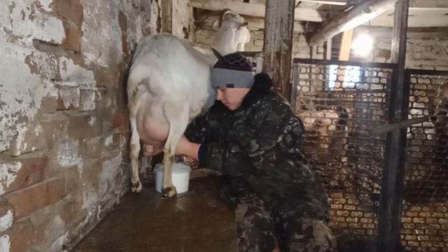 Ручная дойка коз! Удои коз после кетоза! А сколько коза даёт молока? смотреть онлайн