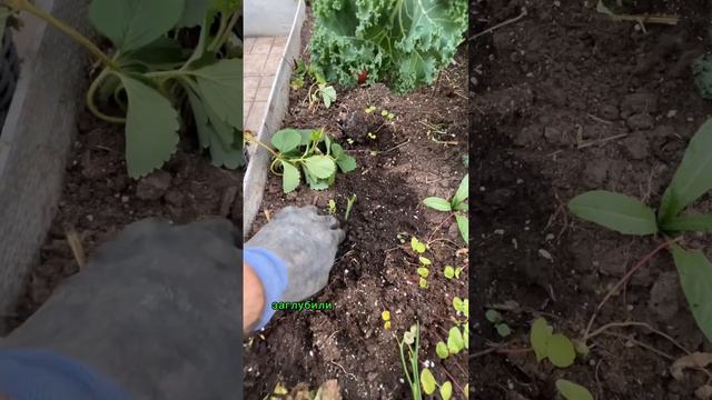 Не выкидывайте побеги розы после обрезки пока не посмотрите это видео!