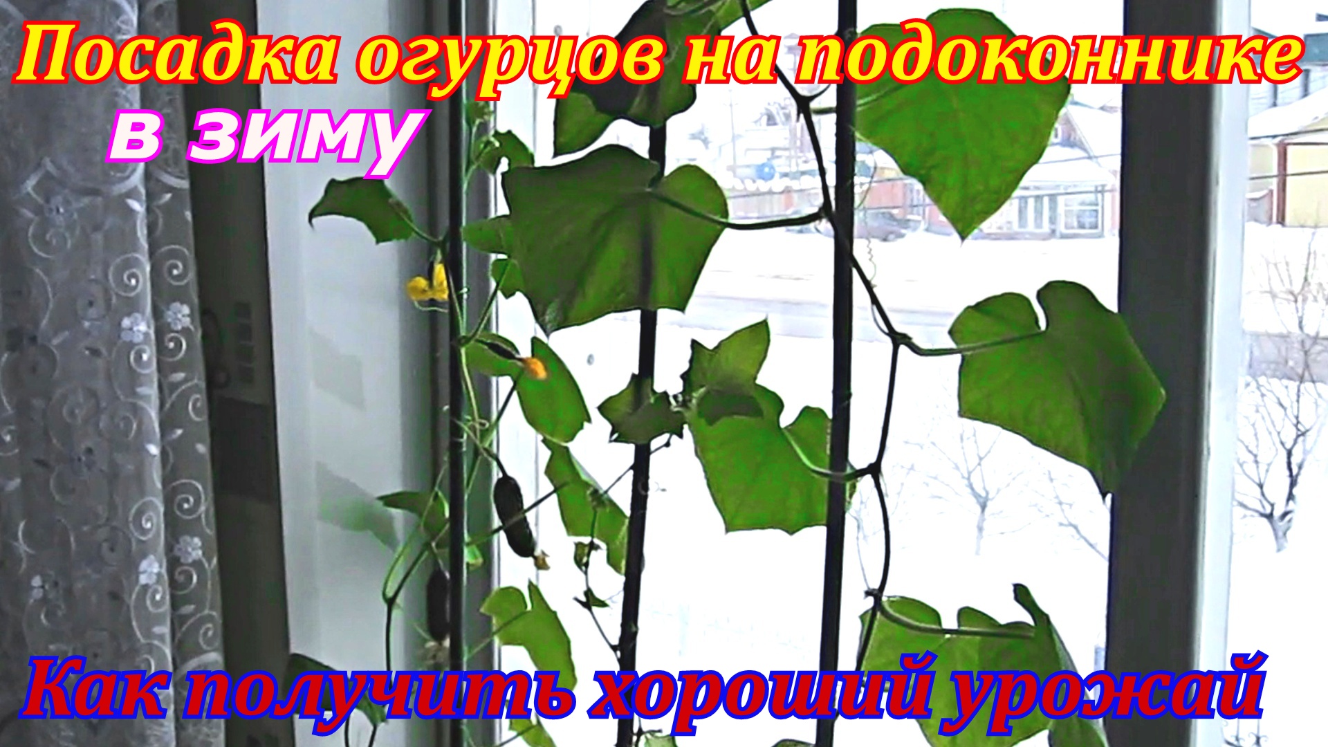 Посадка огурцов на подоконнике в зиму.Как получить хороший урожай огурцов на подоконнике.