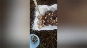 Обзор посадок, лук под зиму, теплица