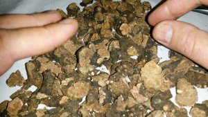 Калган, корень калгана, купить, лапчатка прямостоячая, купить.