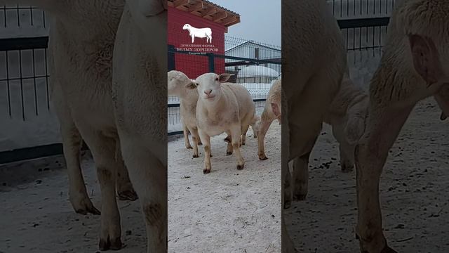 Юмор на Домашней Ферме Белых Дорперов / Россия/ Удмуртия / White Dorper Farm Russia смотреть онлайн