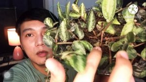 VLOG #16: WATERMELON PELLIONIA - THE COMPLETE CARE GUIDE | MJ FASTIDIO ?