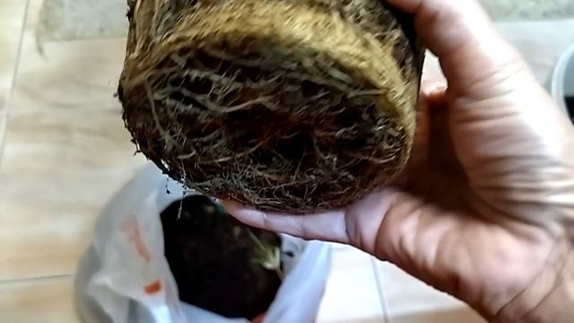 Комнатные растения. Пересадка. смотреть онлайн