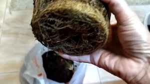 Комнатные растения. Пересадка.