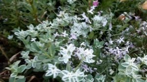 ЛИЛИИ КРАСИВЫЕ