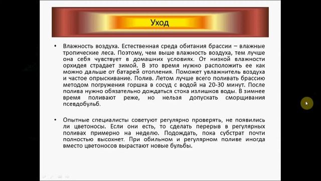 орхидея   паук