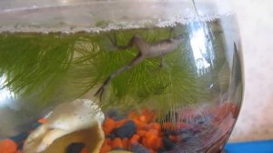 в аквариуме лягушки