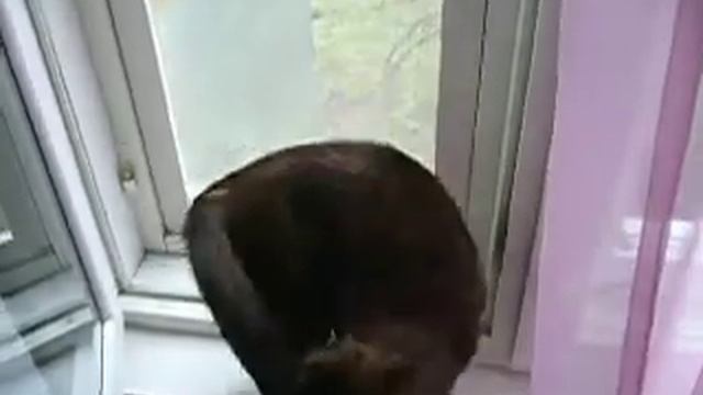 P1500137.MOV смотреть онлайн