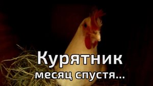 Курятник для несушек на даче месяц спустя
