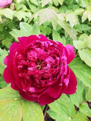 ПИОНЫ 2-х летние, цветущие, древовидные, травянистые