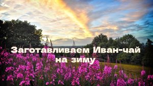 Заготавливаем Иван-чай на зиму.mp4