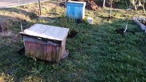Сорта черешни кордия, саммет, Бычье сердце, Гостинец.