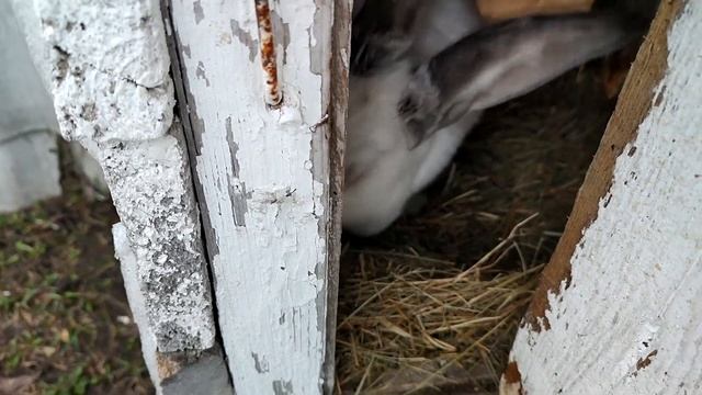 КУПИЛИ МИНИ ДОМ В ДЕРЕВНЕ. ЗАГОТОВКА КОТЛЕТ.ЛАМПА ДЛЯ РАССАДЫ НЕ РАБОТАЕТ. ЖИЗНЬ В РУССКОЙ ГЛУБИНКЕ смотреть онлайн