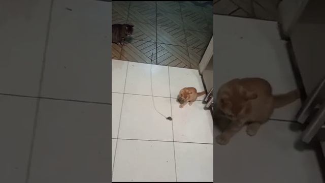 тигрули в добрые руки смотреть онлайн