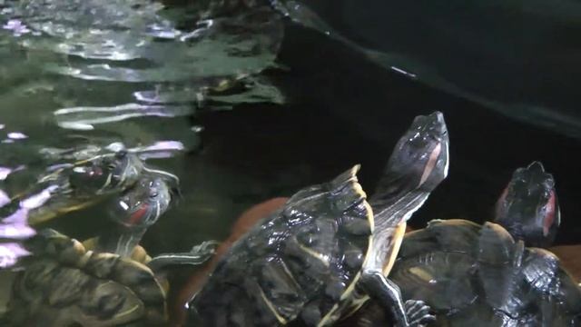 Красноухие /желтобюхие черепахи (американские пресноводные) / Pond slider turtles(Trachemys scripta