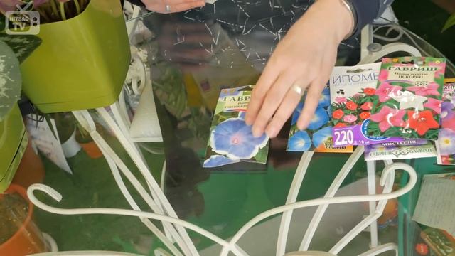 ?Ипомея однолетняя посадка и уход.? Великолепные лианы для сада NOVA. смотреть онлайн