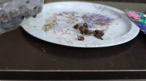 Проверенный  способ хранения   анемоны в зимнее время