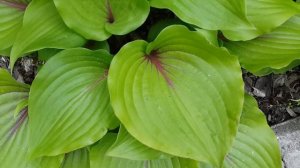 ХОСТА ОЛМОУСТ HOSTA ALMOST
