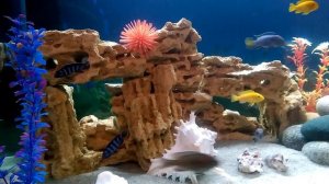 цихлиды малави 200 литров