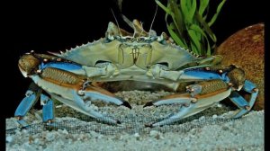 Кто в море живет?