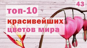 ? САМЫЕ КРАСИВЫЕ ЦВЕТЫ В МИРЕ. Красивые цветочки [ТОП 10]