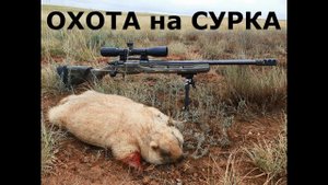 ОХОТА на СУРКА