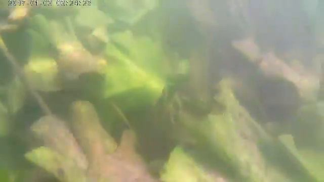 Купается с другом на речке. Тест новой камеры смотреть онлайн