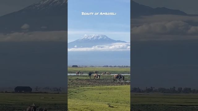 Beauty of Amboseli, Kenya with Mt Kilimanjaro the tallest mountain in Africa