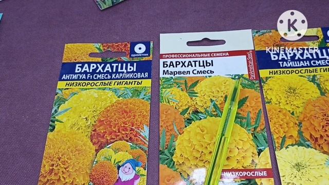 Сибирь. Семена цветов от подписчиков. Всходы Цинерарии гибридной Симпатия. смотреть онлайн