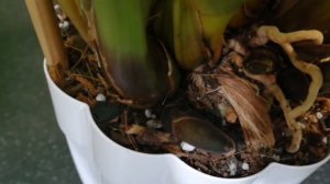 Как отличить цветонос от роста 🌱 у цимбидиума